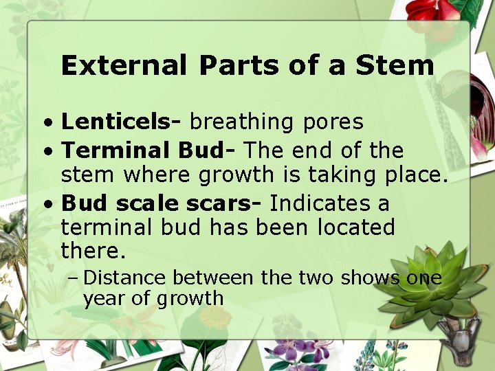 External Parts of a Stem • Lenticels- breathing pores • Terminal Bud- The end