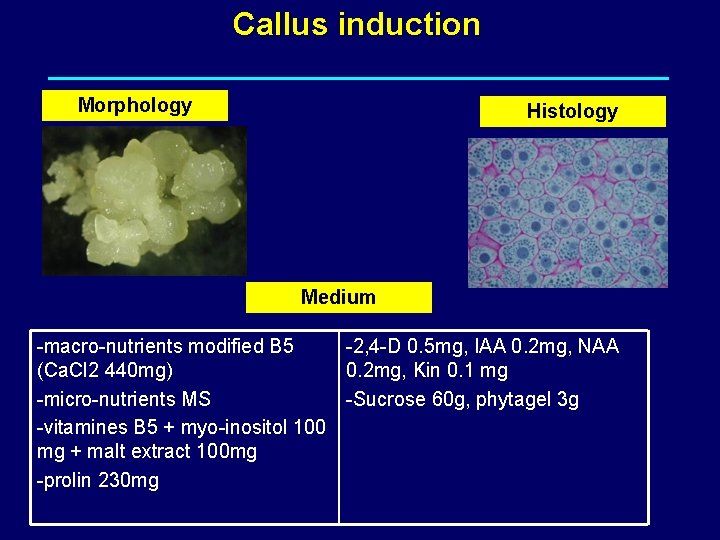 Callus induction Morphology Histology Medium -macro-nutrients modified B 5 -2, 4 -D 0. 5