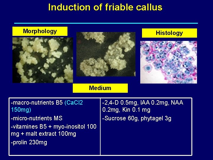 Induction of friable callus Morphology Histology Medium -macro-nutrients B 5 (Ca. Cl 2 -2,