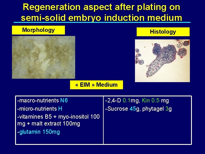 Regeneration aspect after plating on semi-solid embryo induction medium Morphology Histology « EIM »
