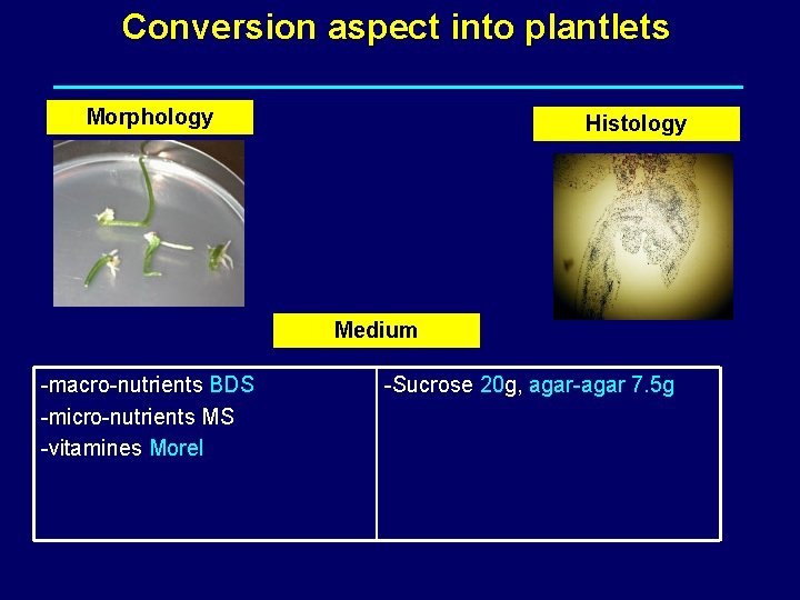 Conversion aspect into plantlets Morphology Histology Medium -macro-nutrients BDS -micro-nutrients MS -vitamines Morel -Sucrose