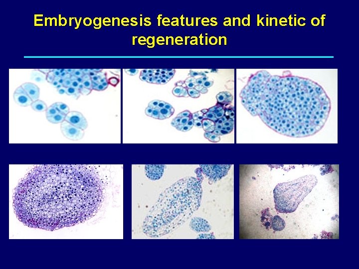Embryogenesis features and kinetic of regeneration 