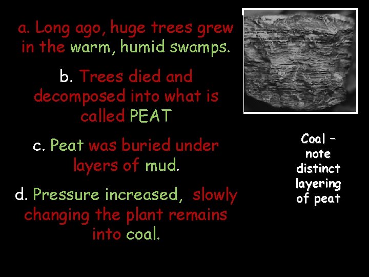 a. Long ago, huge trees grew in the warm, humid swamps. b. Trees died