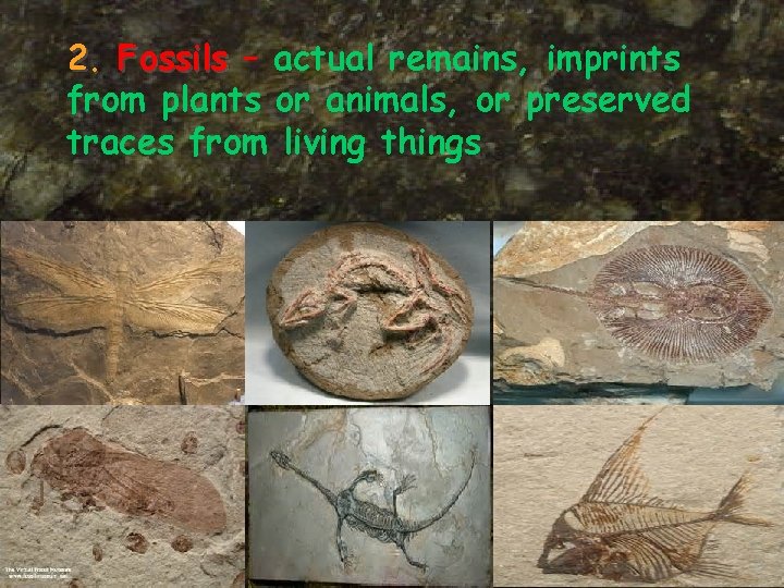 2. Fossils – actual remains, imprints from plants or animals, or preserved traces from