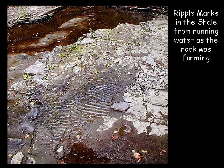 Ripple Marks in the Shale from running water as the rock was forming 