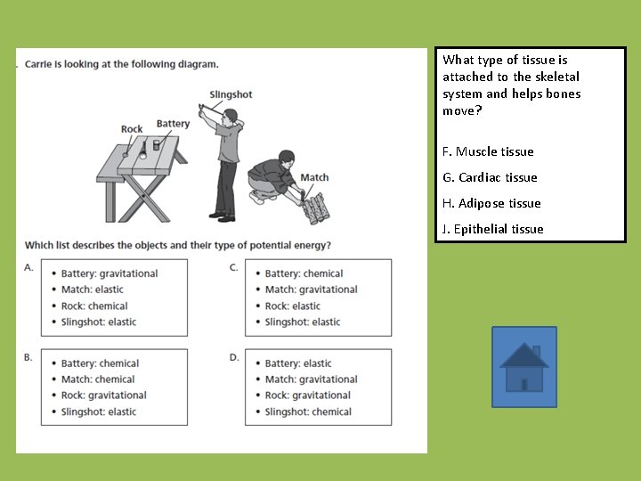 What type of tissue is attached to the skeletal system and helps bones move?