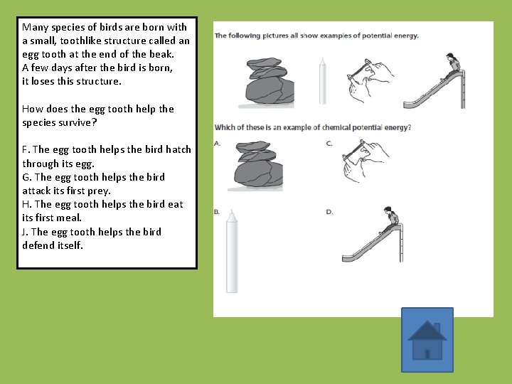 Many species of birds are born with a small, toothlike structure called an egg