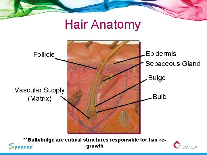 Hair Anatomy Follicle Epidermis Sebaceous Gland Bulge Vascular Supply (Matrix) Bulb **Bulb/bulge are critical