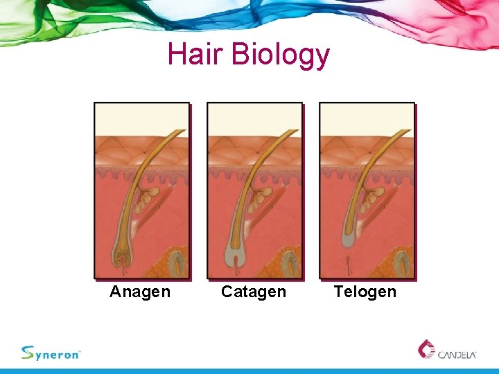 Hair Biology Anagen Catagen Telogen 