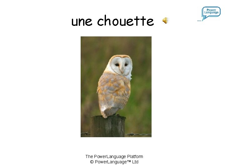 une chouette The Power. Language Platform © Power. Language™ Ltd 