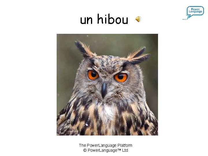 un hibou The Power. Language Platform © Power. Language™ Ltd 