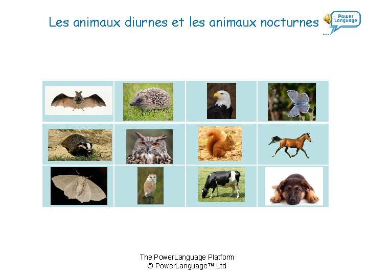 Les animaux diurnes et les animaux nocturnes The Power. Language Platform © Power. Language™