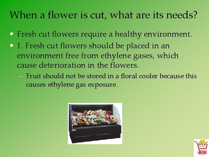 When a flower is cut, what are its needs? • Fresh cut flowers require