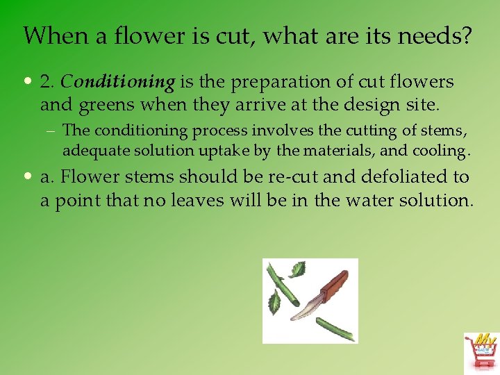 When a flower is cut, what are its needs? • 2. Conditioning is the