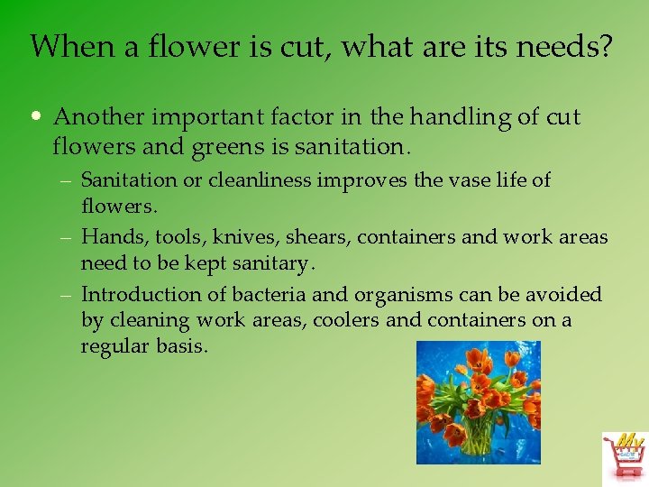 When a flower is cut, what are its needs? • Another important factor in