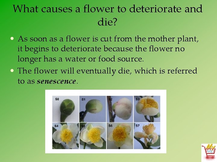 What causes a flower to deteriorate and die? • As soon as a flower