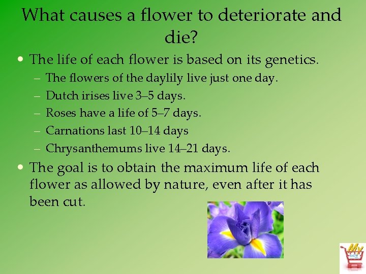 What causes a flower to deteriorate and die? • The life of each flower