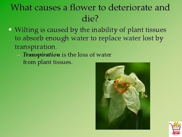 What causes a flower to deteriorate and die? • Wilting is caused by the