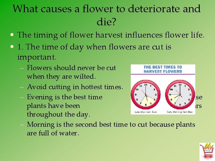 What causes a flower to deteriorate and die? • The timing of flower harvest