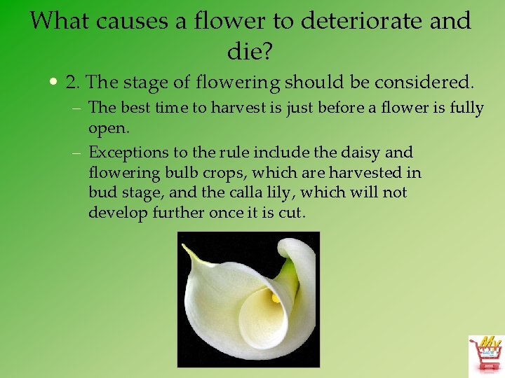 What causes a flower to deteriorate and die? • 2. The stage of flowering