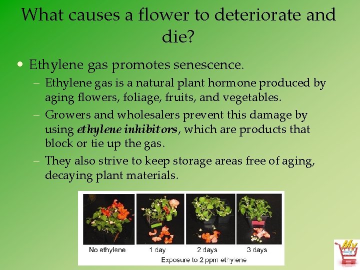 What causes a flower to deteriorate and die? • Ethylene gas promotes senescence. –
