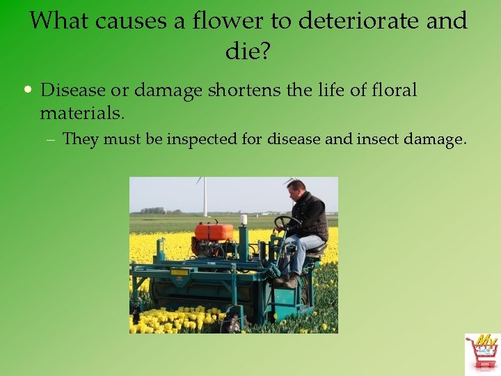 What causes a flower to deteriorate and die? • Disease or damage shortens the