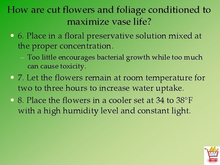 How are cut flowers and foliage conditioned to maximize vase life? • 6. Place