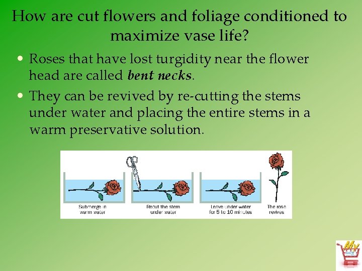 How are cut flowers and foliage conditioned to maximize vase life? • Roses that