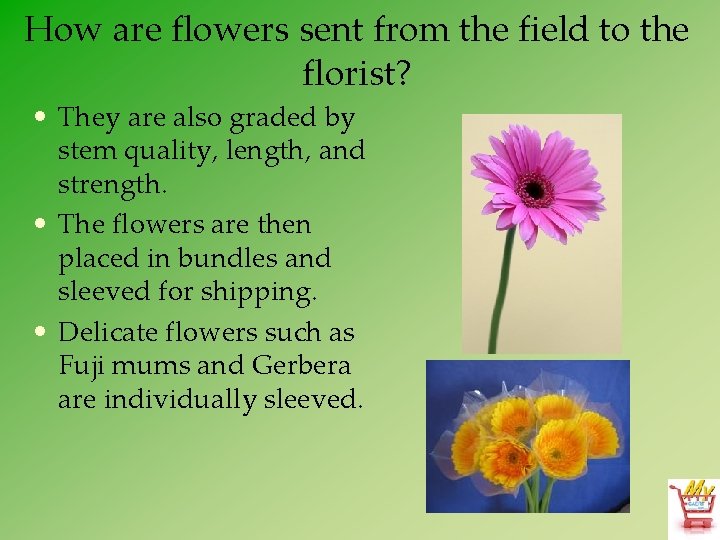 How are flowers sent from the field to the florist? • They are also