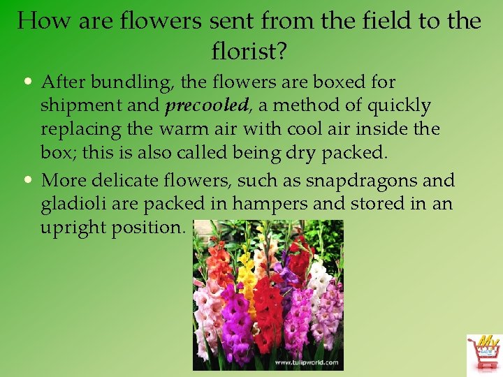 How are flowers sent from the field to the florist? • After bundling, the