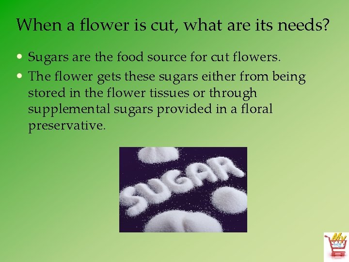 When a flower is cut, what are its needs? • Sugars are the food