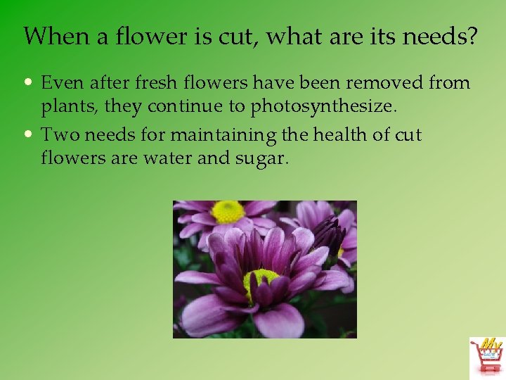 When a flower is cut, what are its needs? • Even after fresh flowers