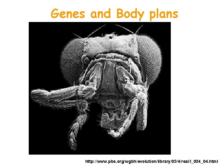 Genes and Body plans http: //www. pbs. org/wgbh/evolution/library/03/4/real/l_034_04. html 