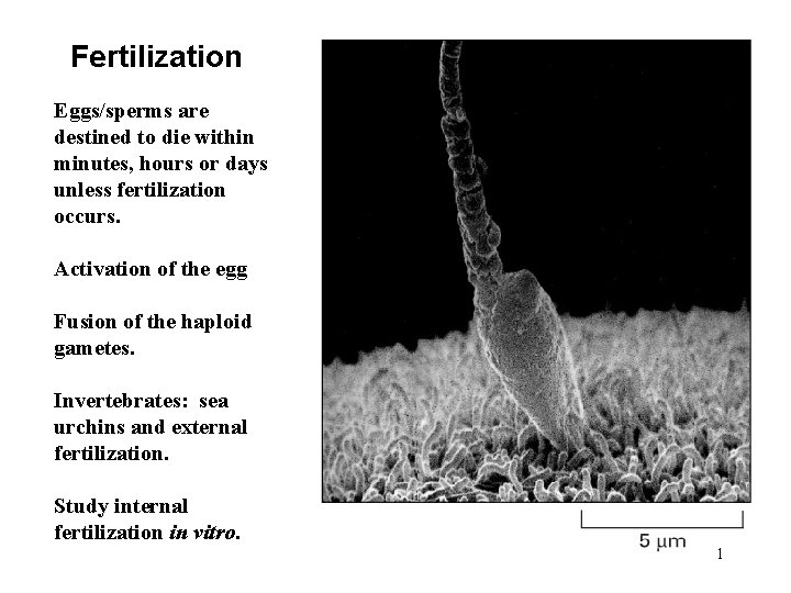  • Fertilization Eggs/sperms are destined to die within minutes, hours or days unless