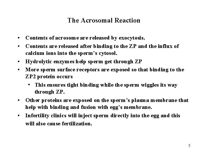 The Acrosomal Reaction • Contents of acrosome are released by exocytosis. • Contents are