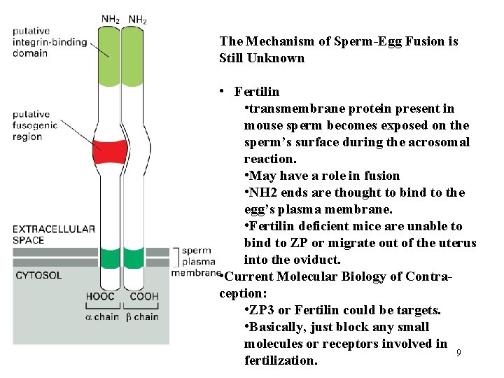 The Mechanism of Sperm-Egg Fusion is Still Unknown • Fertilin • transmembrane protein present