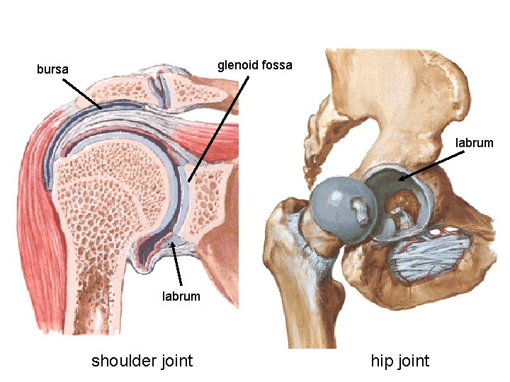 glenoid fossa bursa labrum shoulder joint hip joint 
