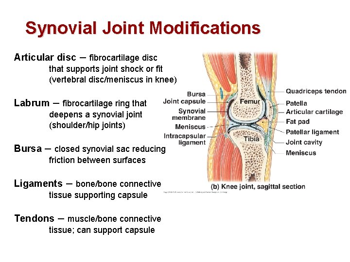Synovial Joint Modifications Articular disc – fibrocartilage disc that supports joint shock or fit