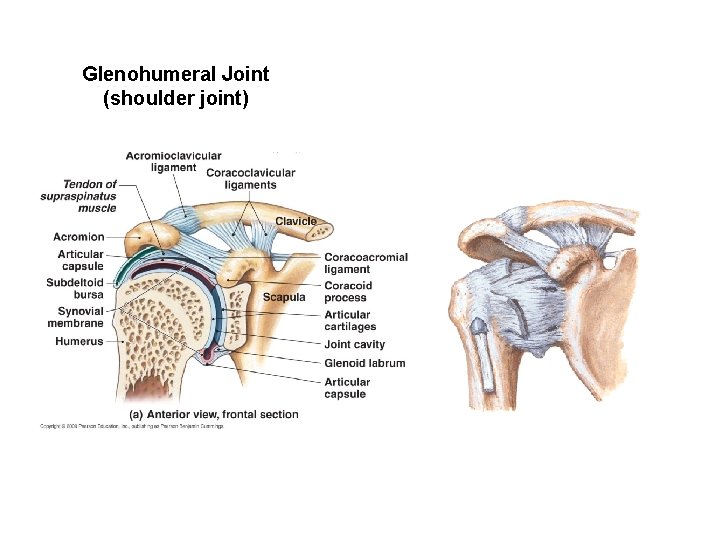 Glenohumeral Joint (shoulder joint) 