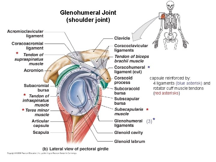 Glenohumeral Joint (shoulder joint) * * capsule reinforced by: 4 ligaments (blue asterisk) and