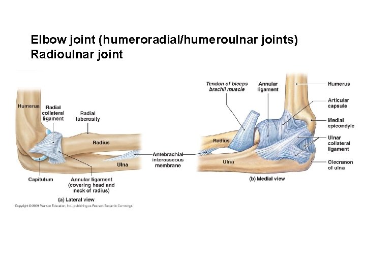 Elbow joint (humeroradial/humeroulnar joints) Radioulnar joint 