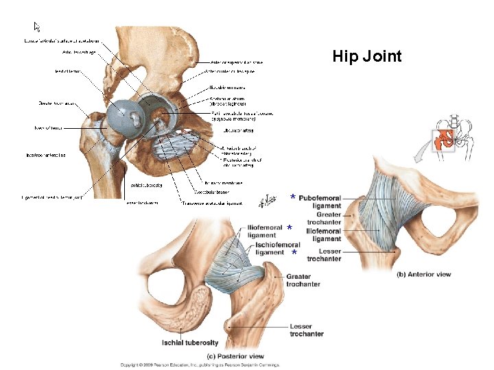 Hip Hipjoint Joint * * * 