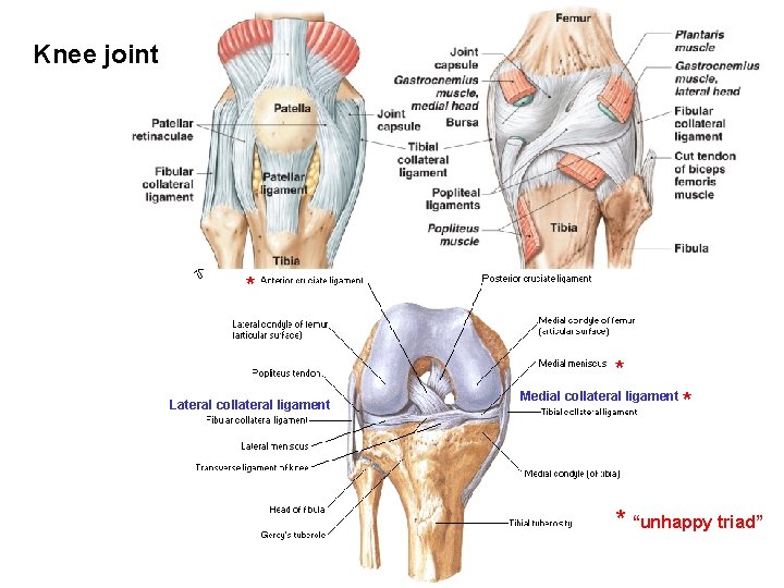 Knee joint * * Lateral collateral ligament Medial collateral ligament * * “unhappy triad”