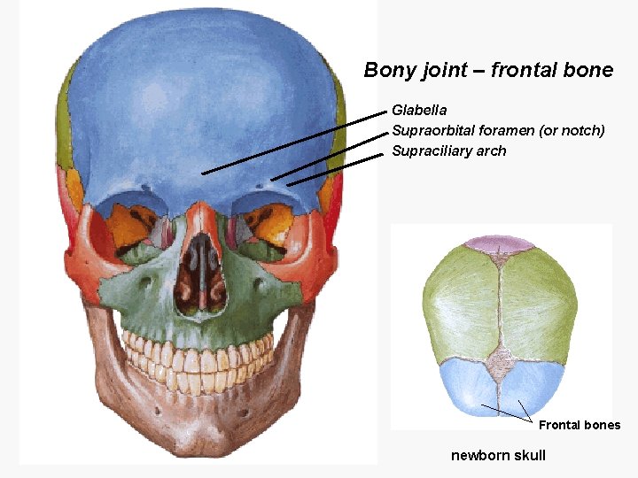 Bony joint – frontal bone Glabella Supraorbital foramen (or notch) Supraciliary arch Frontal bones