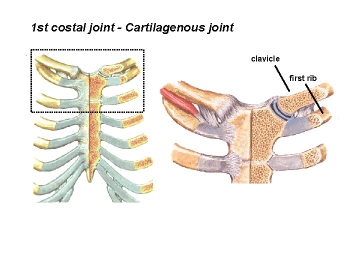 1 st costal joint - Cartilagenous joint clavicle first rib 