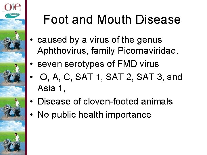 Foot and Mouth Disease • caused by a virus of the genus Aphthovirus, family