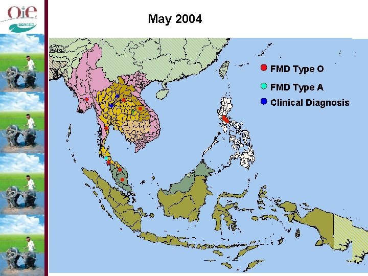 May 2004 FMD Type O FMD Type A Clinical Diagnosis 