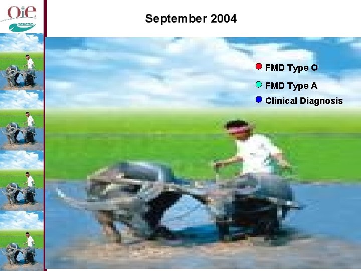 September 2004 FMD Type O FMD Type A Clinical Diagnosis 