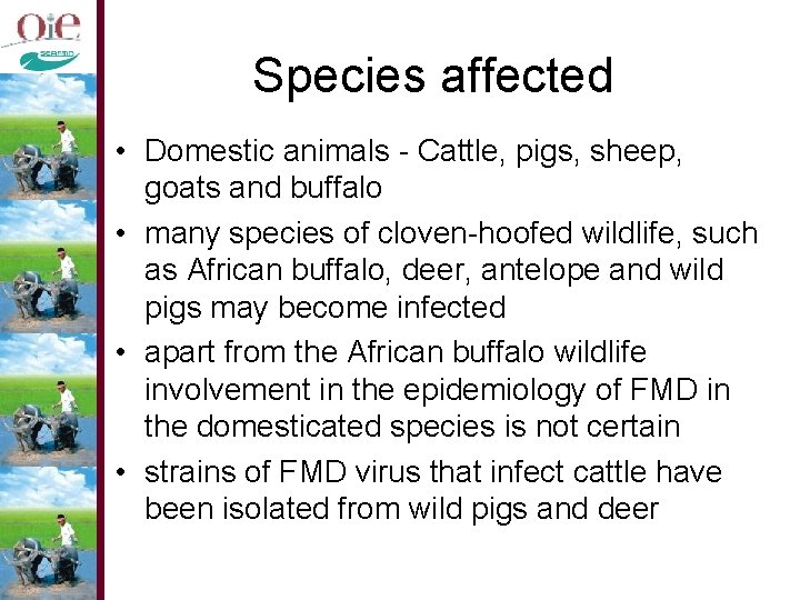 Species affected • Domestic animals - Cattle, pigs, sheep, goats and buffalo • many