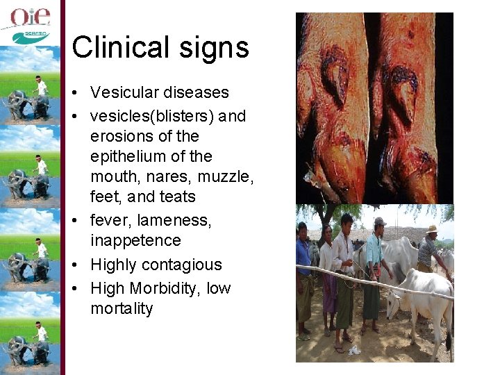 Clinical signs • Vesicular diseases • vesicles(blisters) and erosions of the epithelium of the